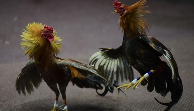 Beberapa Tips Memilih Ayam Aduan untuk Bermain Sabung Ayam